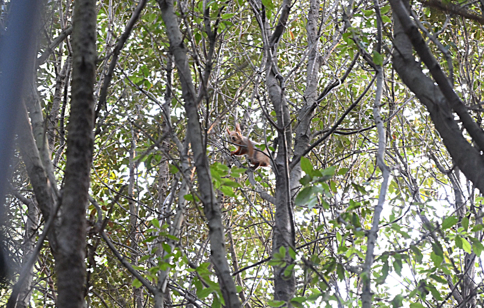 VP of Heydar Aliyev Foundation Leyla Aliyeva attends festivity for children at Central Botanical Garden (PHOTO)