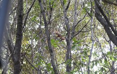 VP of Heydar Aliyev Foundation Leyla Aliyeva attends festivity for children at Central Botanical Garden (PHOTO)