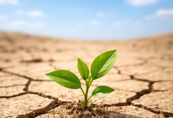 Turkmenistan, FAO launch Central Asia land restoration initiative