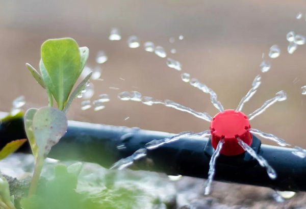 Kyzylorda region of Kazakhstan shifts from rice to less water-intensive crops