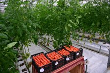 President Ilham Aliyev attends inauguration of Lankaran State Vocational Education Center (PHOTO)