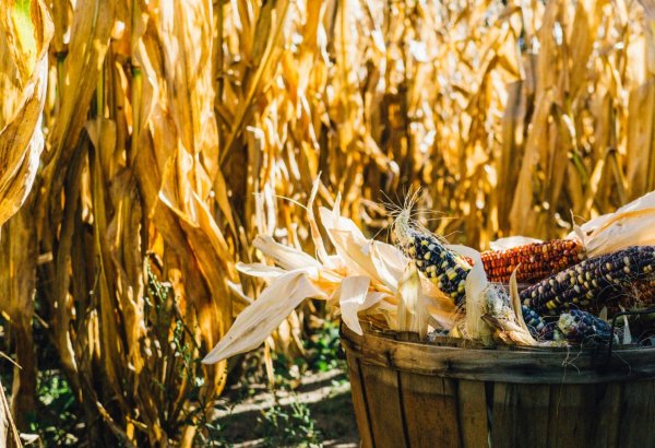 Kazakhstan expects growth in major agricultural production