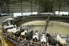 President Ilham Aliyev attends opening of “Shirvan Agro” livestock complex in Shamakhi (PHOTO)