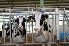 President Ilham Aliyev attends opening of “Shirvan Agro” livestock complex in Shamakhi (PHOTO)