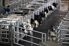 President Ilham Aliyev attends opening of “Shirvan Agro” livestock complex in Shamakhi (PHOTO)