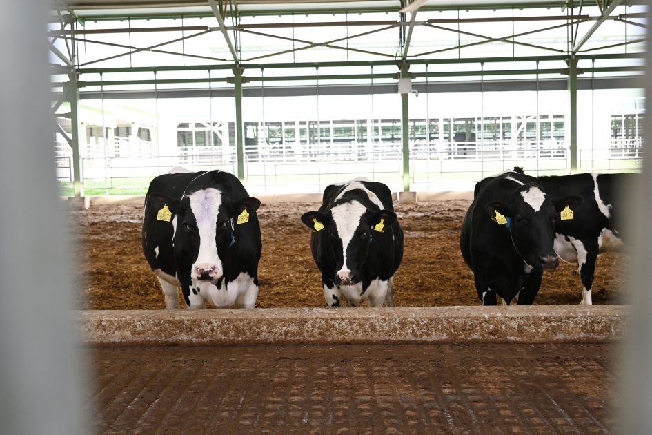 President Ilham Aliyev attends opening of “Shirvan Agro” livestock complex in Shamakhi (PHOTO)