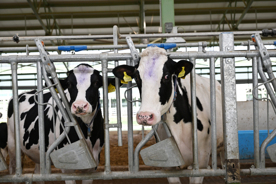 President Ilham Aliyev attends opening of “Shirvan Agro” livestock complex in Shamakhi (PHOTO)