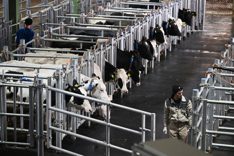 President Ilham Aliyev attends opening of “Shirvan Agro” livestock complex in Shamakhi (PHOTO)