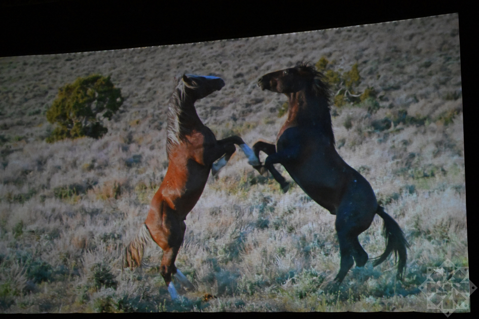 Documentary “Horse Power” presented at Nizami Cinema Center (PHOTO)