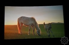 Documentary “Horse Power” presented at Nizami Cinema Center (PHOTO)