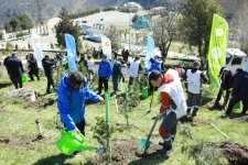 Series of tree-planting campaigns held in Dashkasan district (PHOTO)