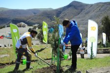 Series of tree-planting campaigns held in Dashkasan district (PHOTO)