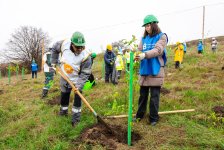 Series of tree-planting campaigns held in Dashkasan district (PHOTO)