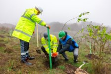 Series of tree-planting campaigns held in Dashkasan district (PHOTO)