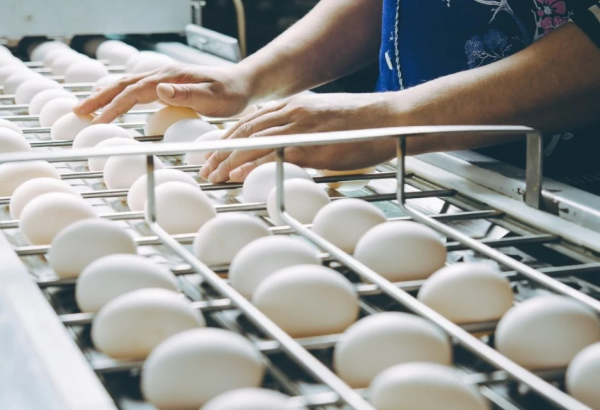 Turkmenistan’s Lebap region sees boost in poultry sector performance