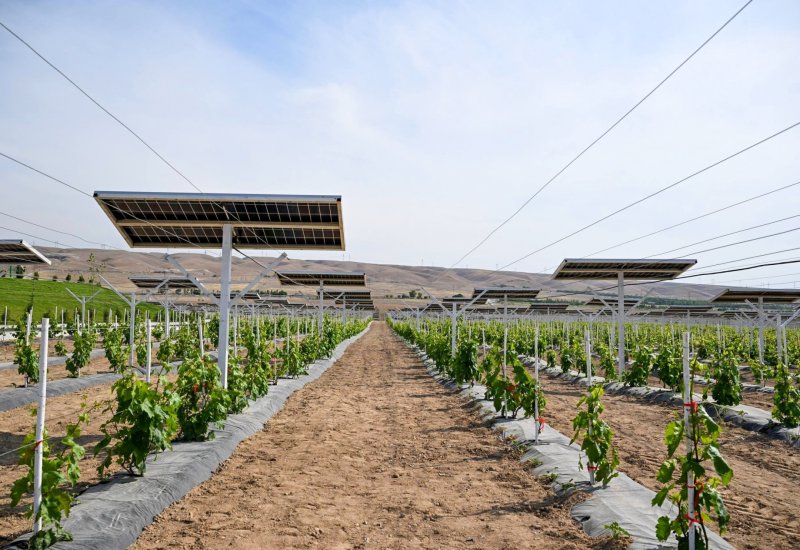 Uzbekistan reveals 10 GW agrivoltaics potential