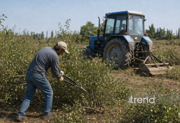 Azerbaijan approves amendment to law "On protection of greenery"