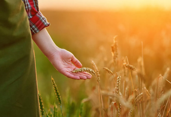 Turkmenistan establishes state commission for 2026 grain harvest campaign
