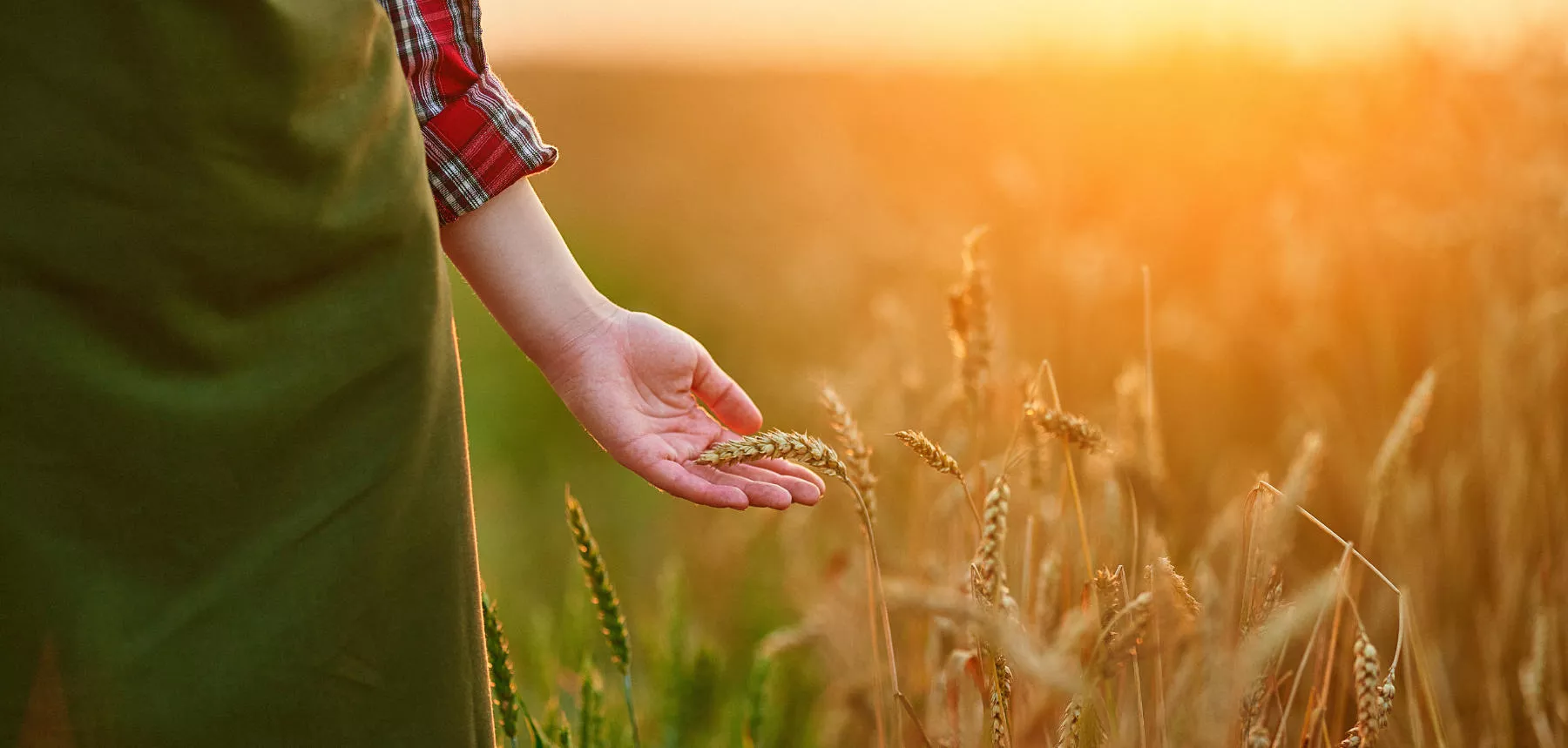 Turkmenistan establishes state commission for 2026 grain harvest campaign