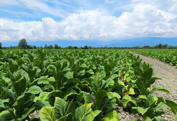 Azerbaijan's agricultural sector gains foothold in 6M2026