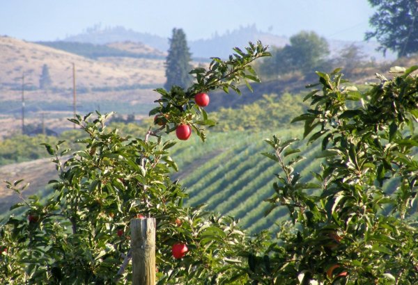 Uzbekistan introduces financing and ownership model for industrial orchards