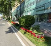 Baku blossoms with flowers ahead of WUF13 conference (PHOTO)
