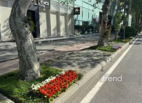Baku blossoms with flowers ahead of WUF13 conference (PHOTO)