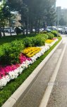 Baku blossoms with flowers ahead of WUF13 conference (PHOTO)