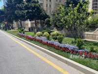 Baku blossoms with flowers ahead of WUF13 conference (PHOTO)
