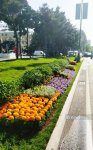 Baku blossoms with flowers ahead of WUF13 conference (PHOTO)