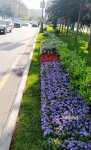 Baku blossoms with flowers ahead of WUF13 conference (PHOTO)