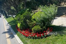 Baku blossoms with flowers ahead of WUF13 conference (PHOTO)