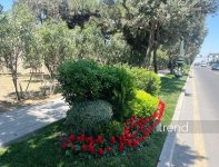 Baku blossoms with flowers ahead of WUF13 conference (PHOTO)