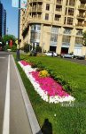 Baku blossoms with flowers ahead of WUF13 conference (PHOTO)