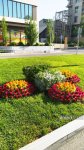 Baku blossoms with flowers ahead of WUF13 conference (PHOTO)