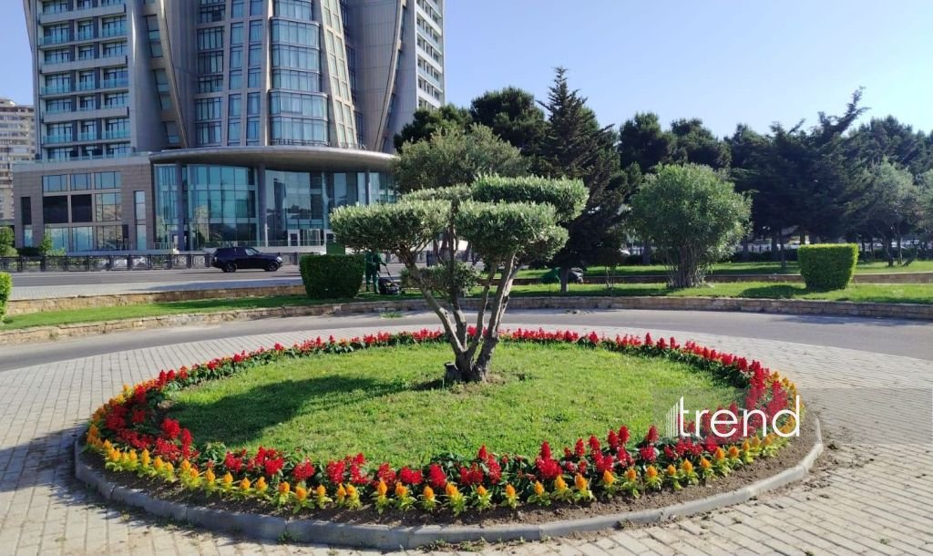 Baku blossoms with flowers ahead of WUF13 conference (PHOTO)