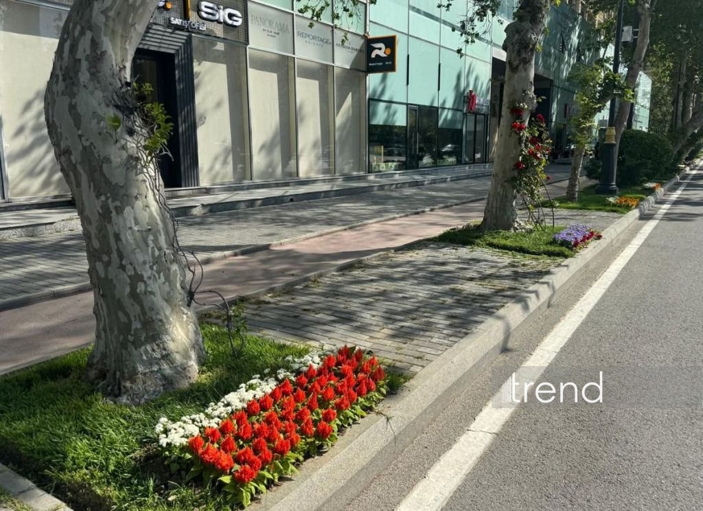 Baku blossoms with flowers ahead of WUF13 conference (PHOTO)