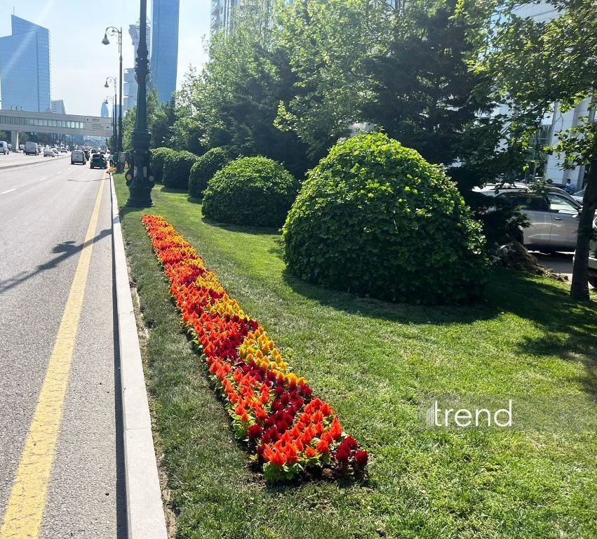 Baku blossoms with flowers ahead of WUF13 conference (PHOTO)