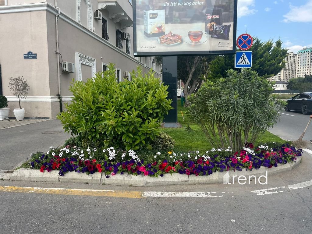 Baku blossoms with flowers ahead of WUF13 conference (PHOTO)