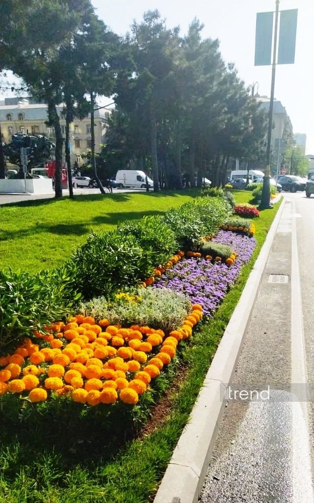 Baku blossoms with flowers ahead of WUF13 conference (PHOTO)