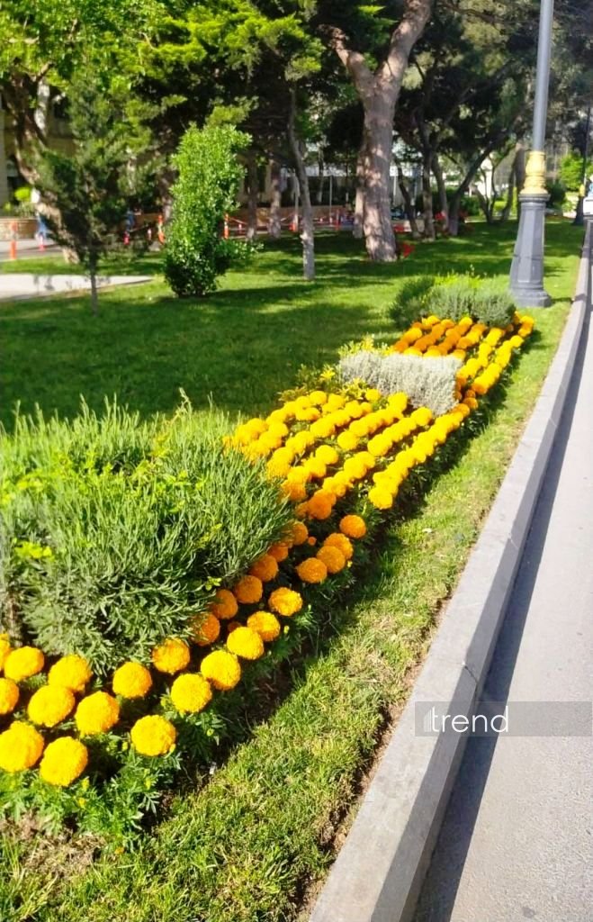 Baku blossoms with flowers ahead of WUF13 conference (PHOTO)