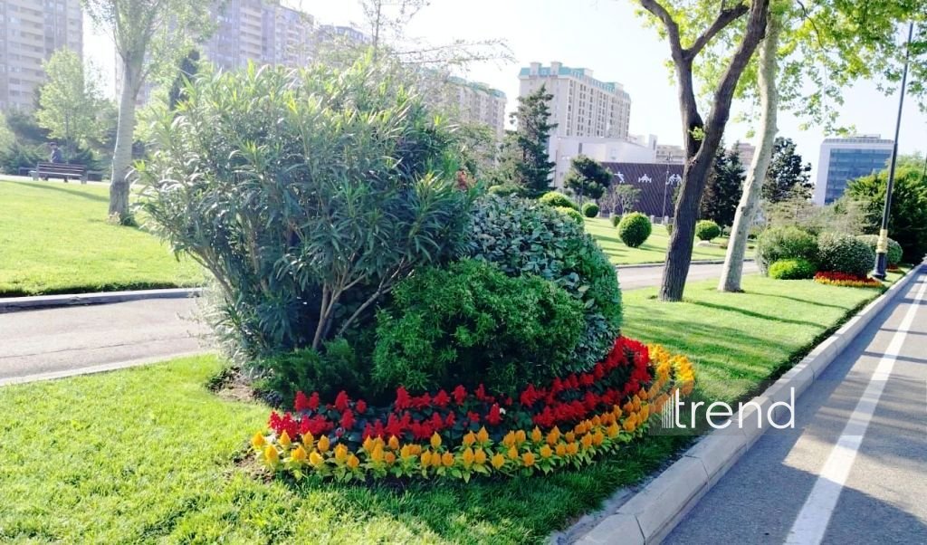 Baku blossoms with flowers ahead of WUF13 conference (PHOTO)