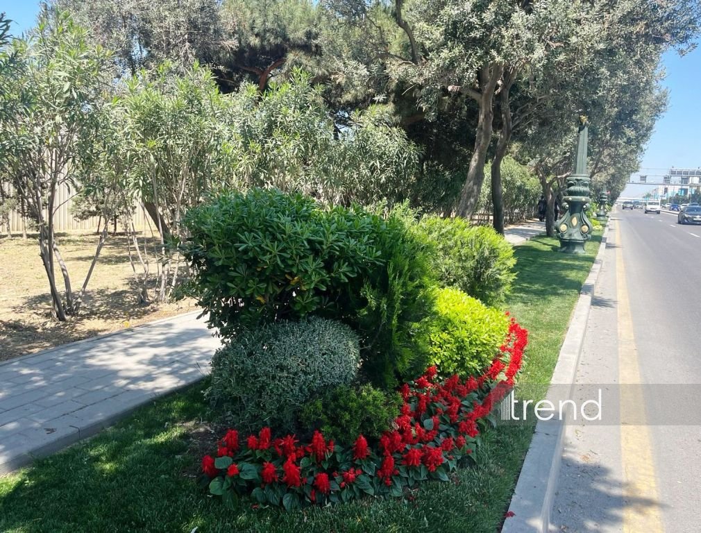 Baku blossoms with flowers ahead of WUF13 conference (PHOTO)