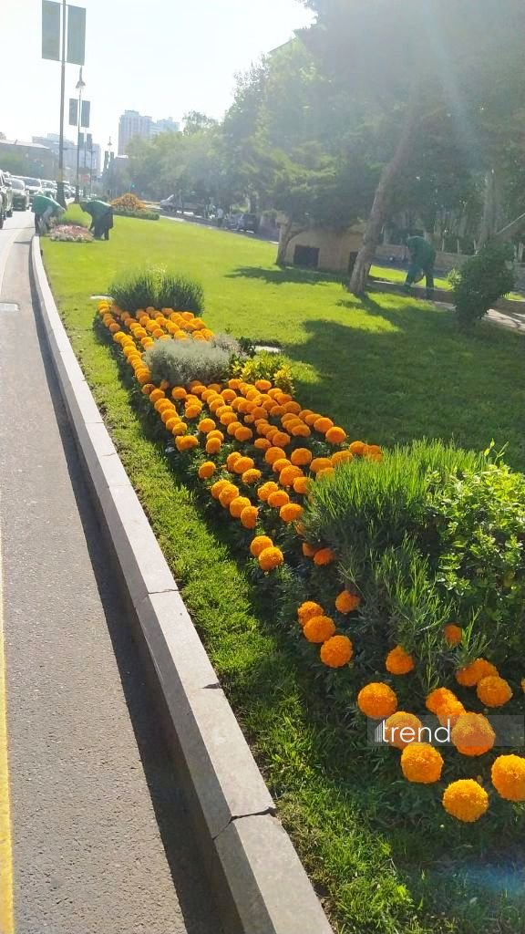 Baku blossoms with flowers ahead of WUF13 conference (PHOTO)