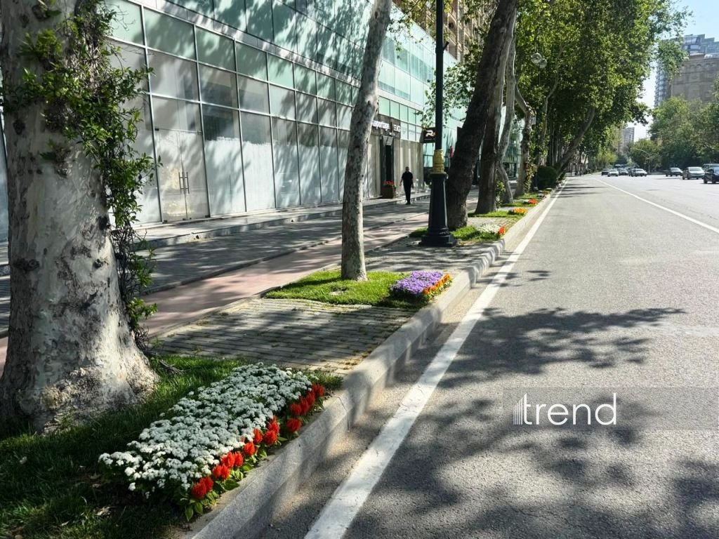 Baku blossoms with flowers ahead of WUF13 conference (PHOTO)