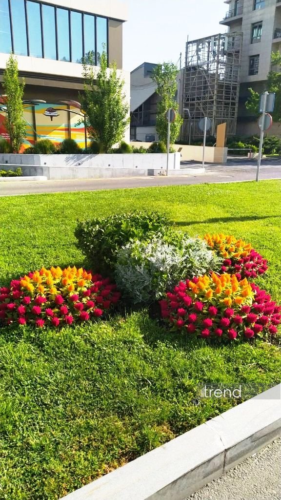 Baku blossoms with flowers ahead of WUF13 conference (PHOTO)