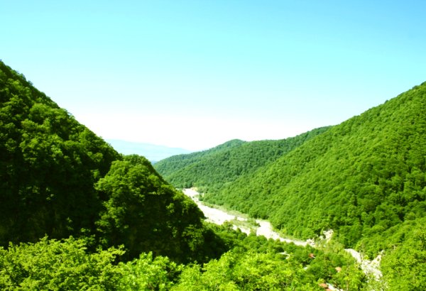 Azerbaijan sheds light on number of e-registered trees