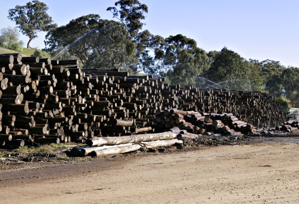 Azerbaijan plans to establish industrial forests