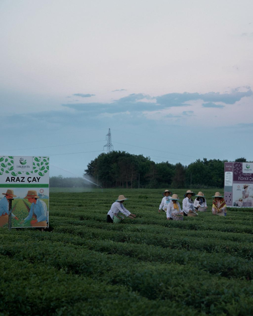 Leyla Aliyeva visits "Yashil Chay" farm in Lankaran (PHOTO)