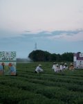 Leyla Aliyeva visits "Yashil Chay" farm in Lankaran (PHOTO)